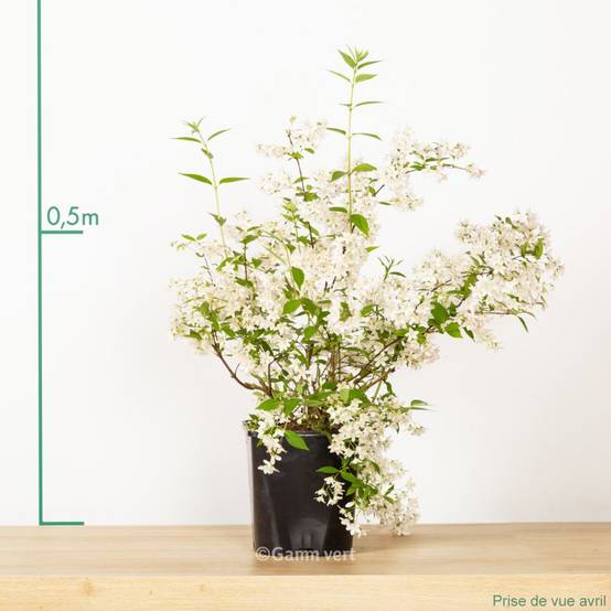 Deutzia magnifica - Image 2