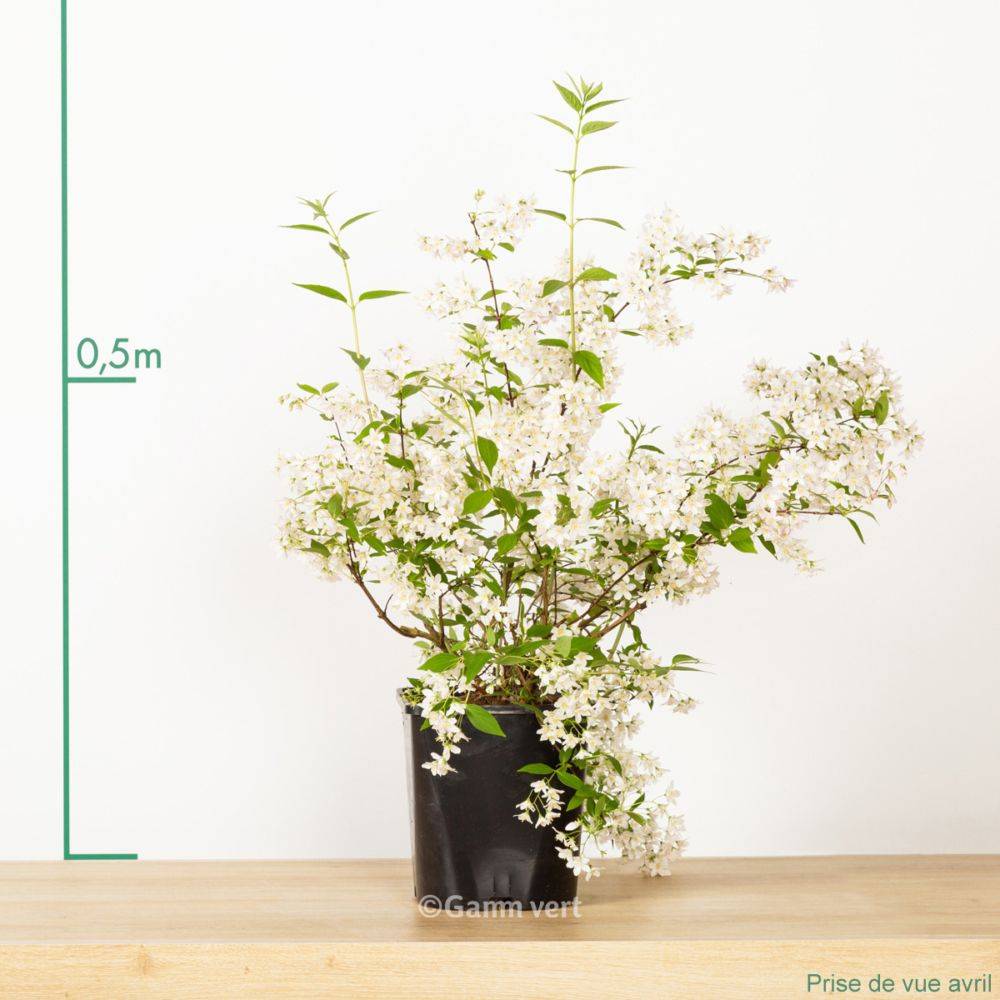 Deutzia magnifica - Image 2