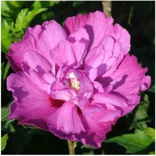 Hibiscus syriacus 'Purples Ruffles'® Sanchonys