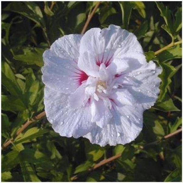 Hibiscus syriacus 'China Chiffon'