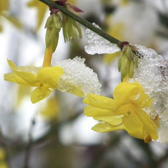 Jasmin d'hiver - Image 5