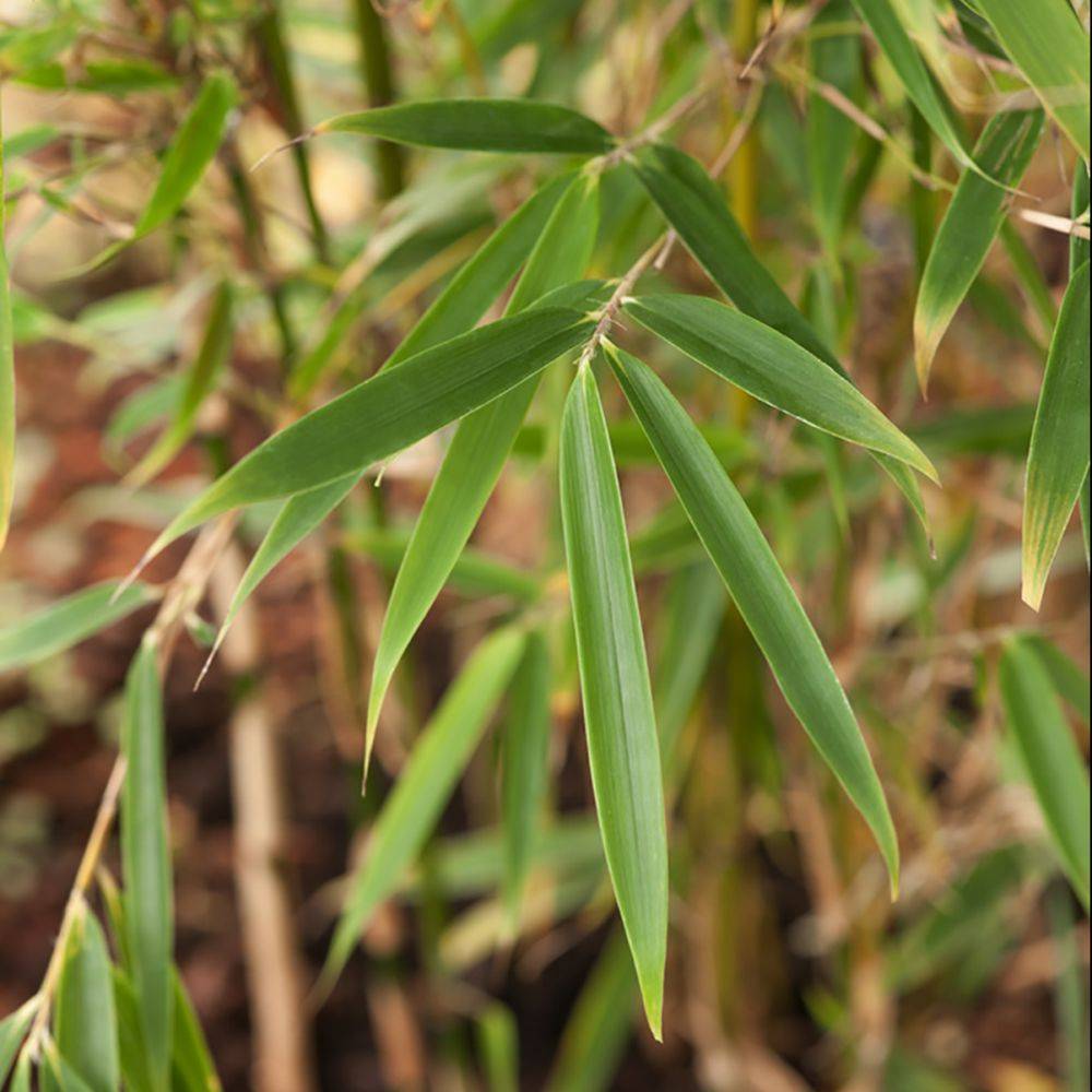 Bambou moyen Fargesia Robusta Campbell - Image 1