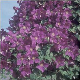 Clématite 'Jackmanii'