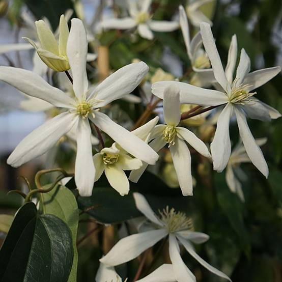Clématite armandii 'Snowdrift' - Image 1