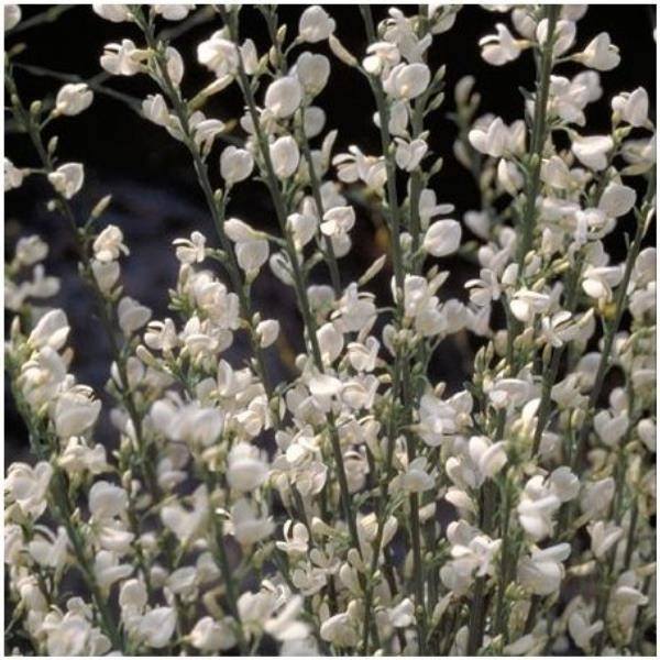 Genêt praecox 'Albus'