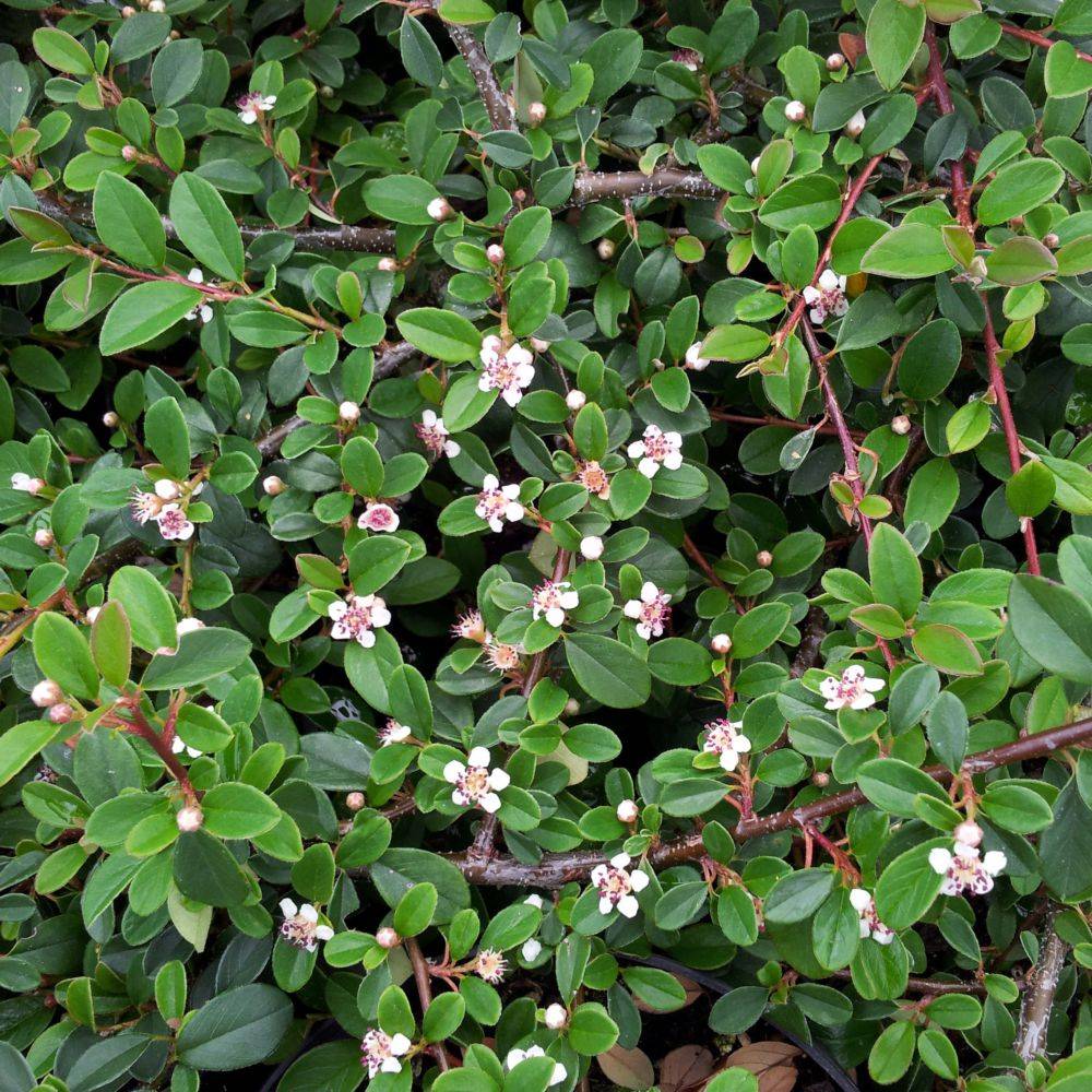 Cotoneaster rampant Evergreen