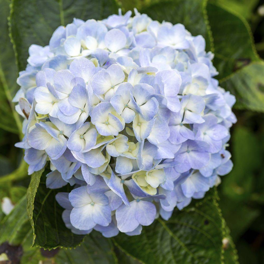 Hortensia Ankong bleu - Image 2