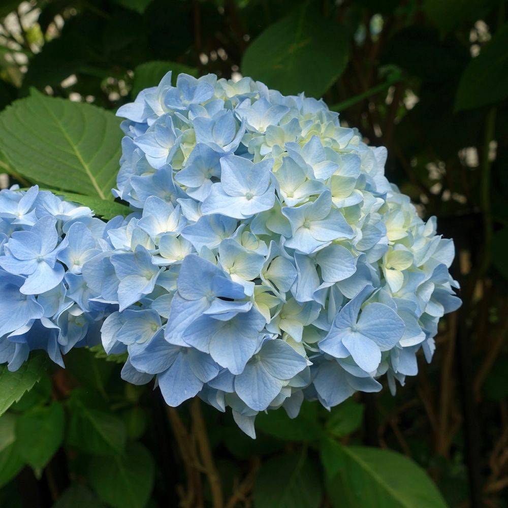 Hortensia Ankong bleu - Image 1