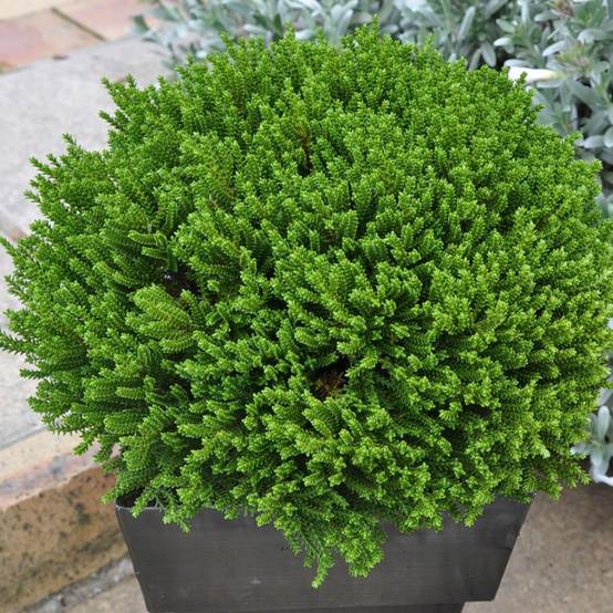 Véronique arbustive 'Green globe'