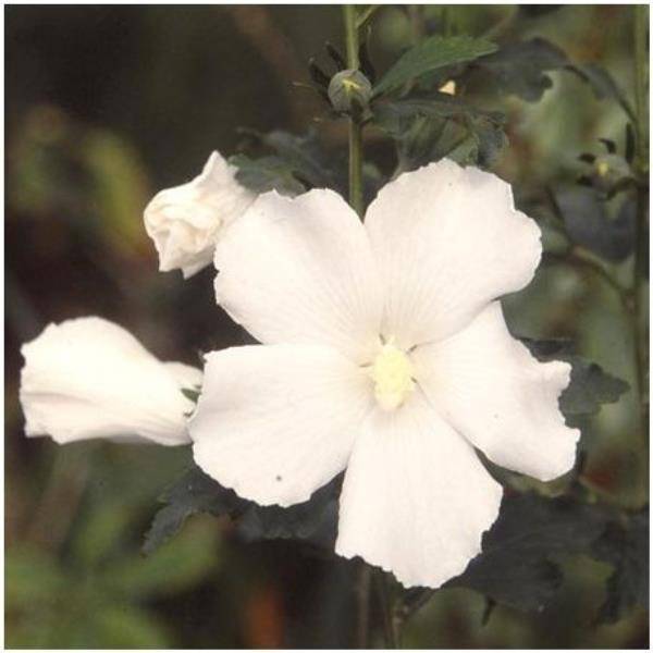 Hibiscus syriacus 'Eleonore'