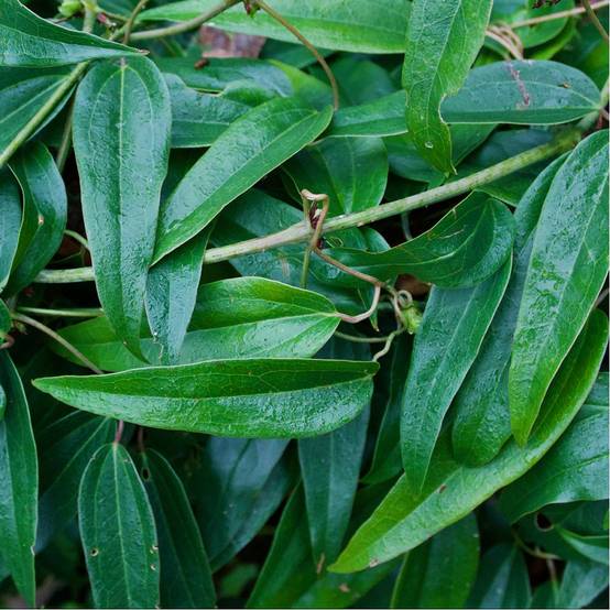 Clématite armandii - Image 2