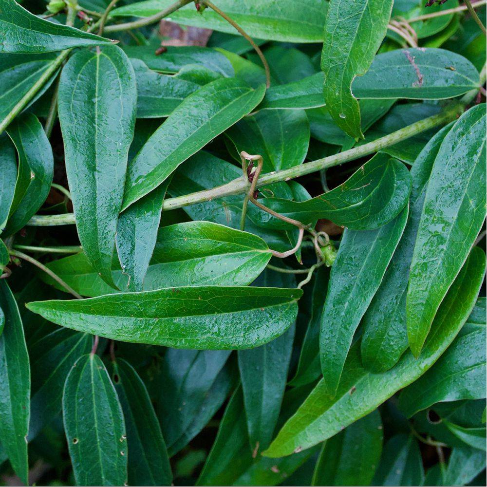 Clématite armandii - Image 2