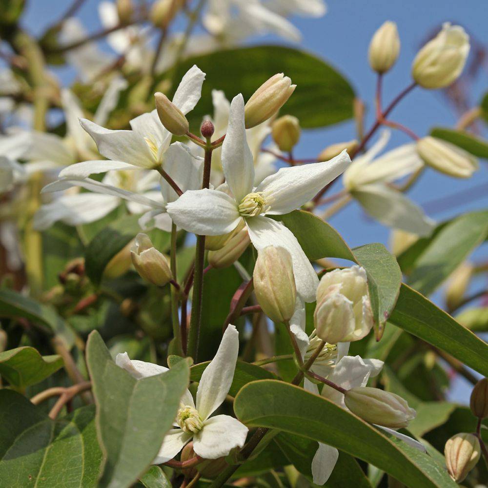 Clématite armandii - Image 1