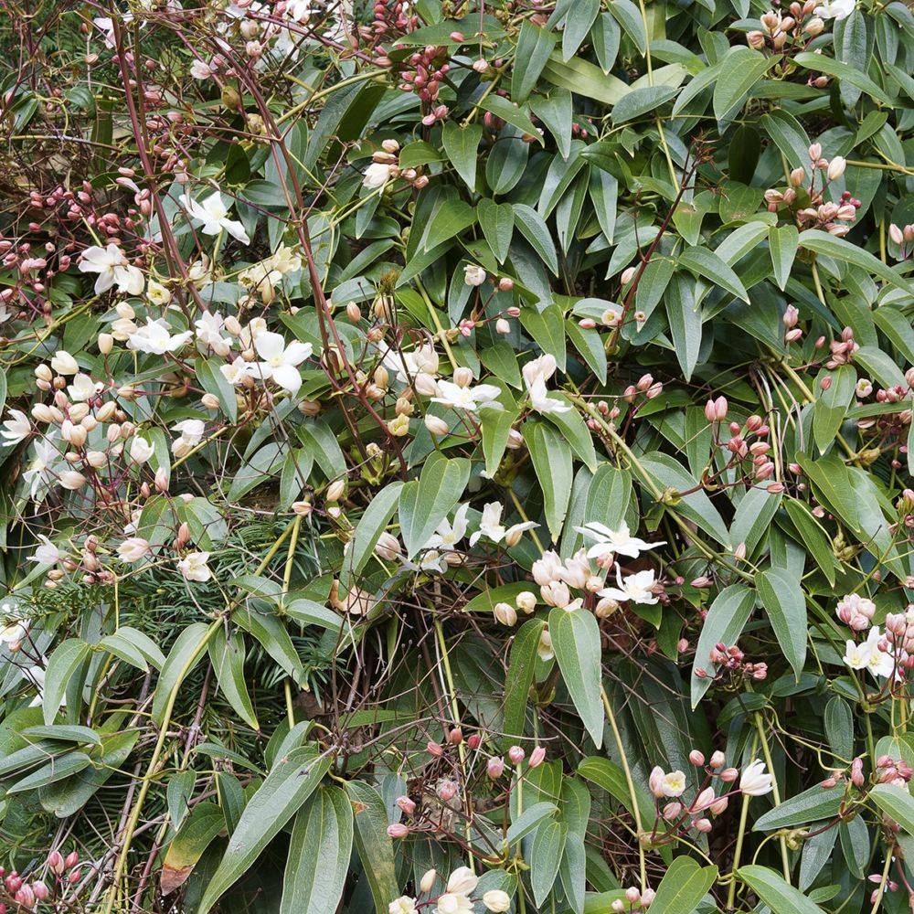 Clématite armandii - Image 3
