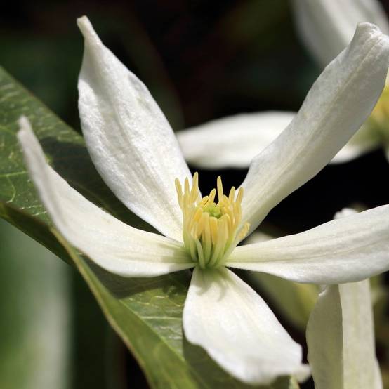 Clématite armandii - Image 4