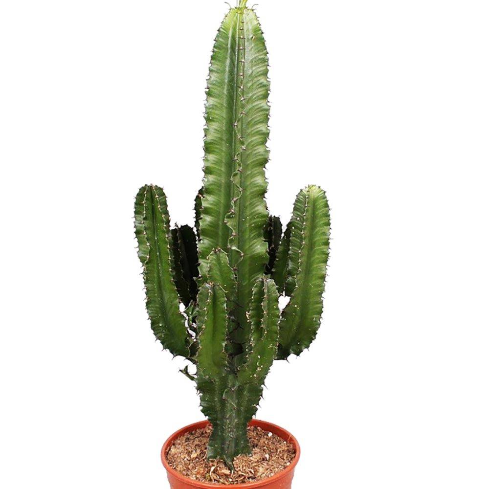 EUPHORBIA erythrea - Image 1