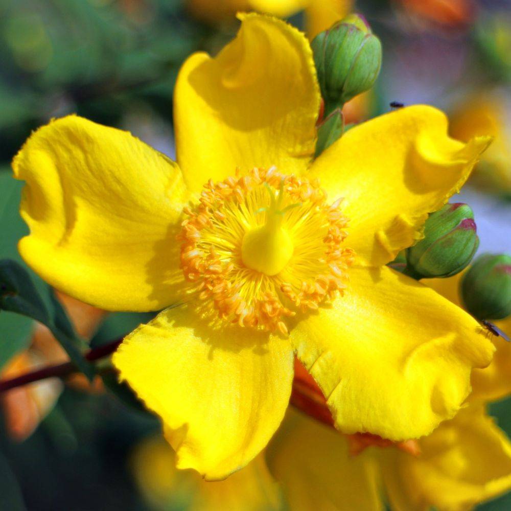 Millepertuis arbustif Hidcote - Image 3
