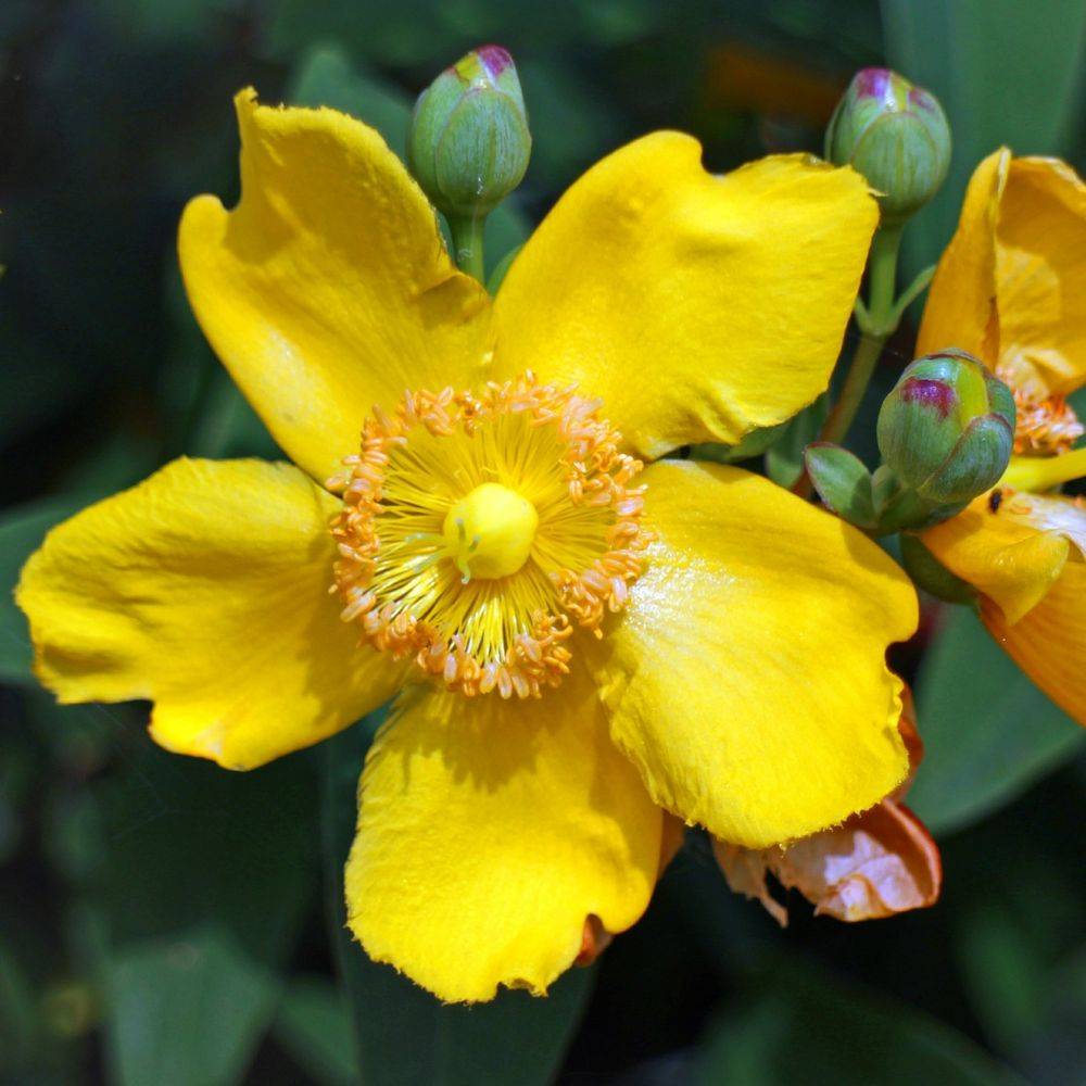 Millepertuis arbustif Hidcote - Image 2