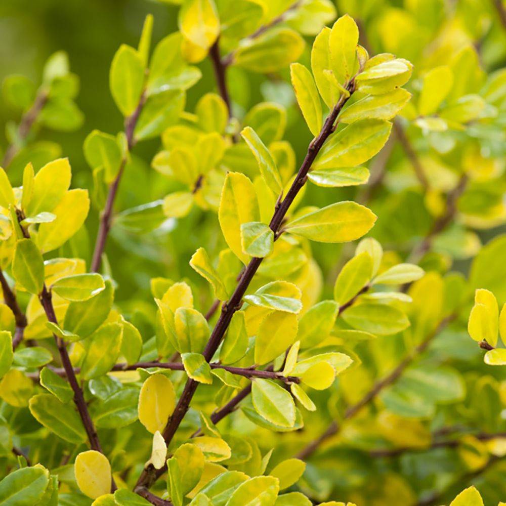 Houx japonais 'Golden gem'