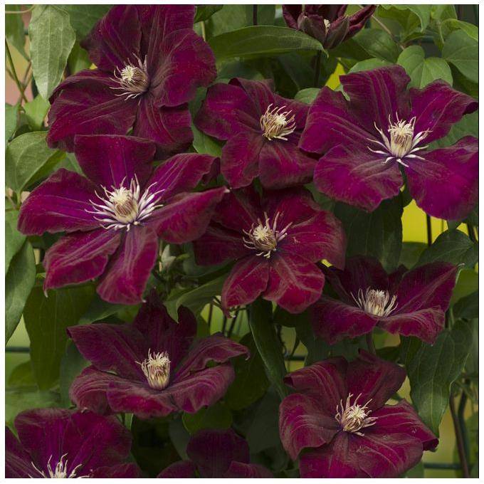 Clématite 'Rouge Cardinal' - Image 3