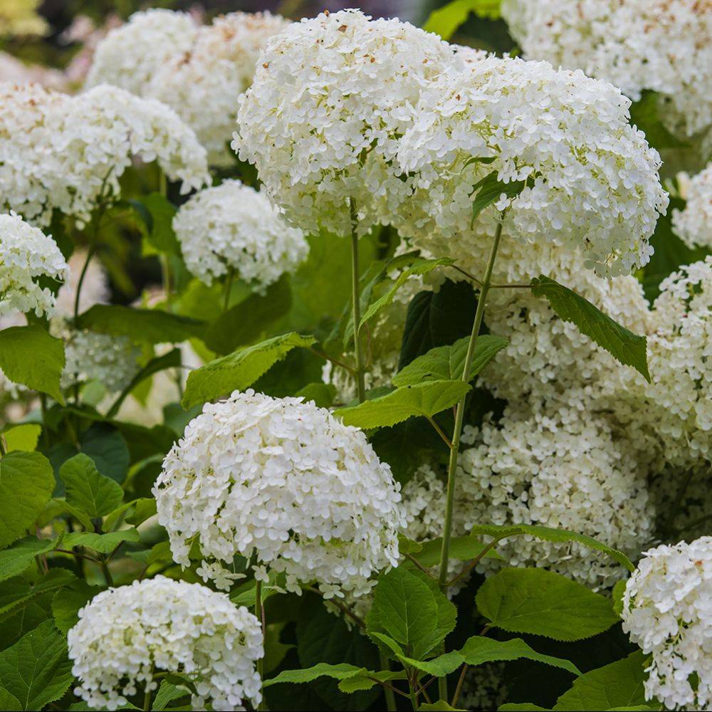 Hortensia boule de neige 'Annabelle' - Image 3
