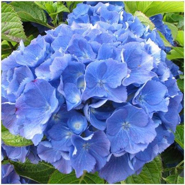 Hortensia 'Renate Steiniger'