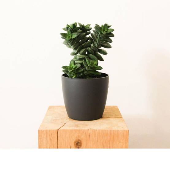 Crassula coccinea springtime - Image 1
