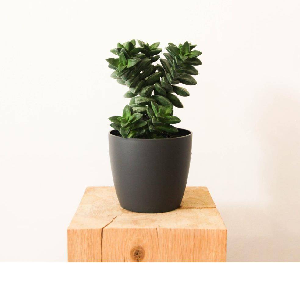 Crassula coccinea springtime - Imagen 1