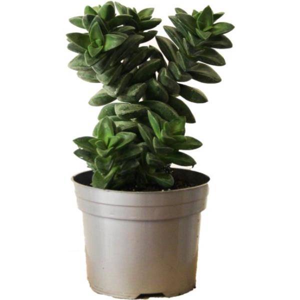 Crassula coccinea springtime - Imagen 2