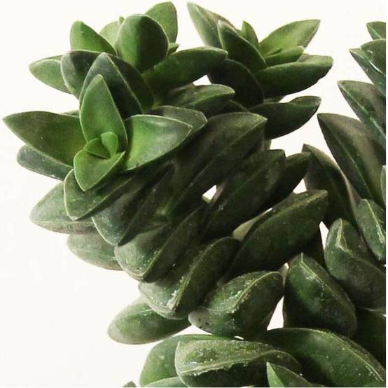 Crassula coccinea springtime - Image 3