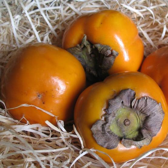 Kaki pomme 'Fuyu' : taille demi-tige, pot de 12 L - Image 6