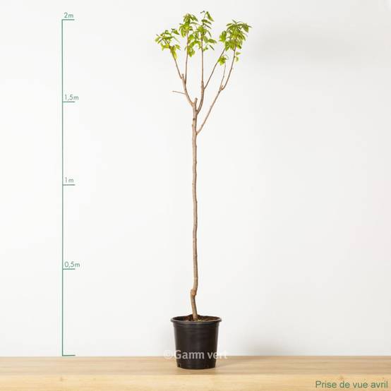 Kaki pomme 'Fuyu' : taille demi-tige, pot de 12 L - Image 1