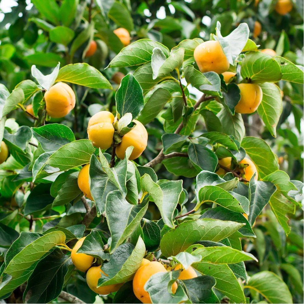 Kaki pomme 'Fuyu' : taille demi-tige, pot de 12 L - Image 9