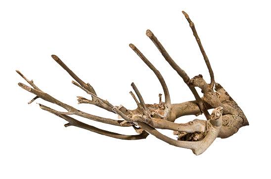 Tyrol - TYROL - Racine naturelle pour aquarium L.30 x H.40 cm
