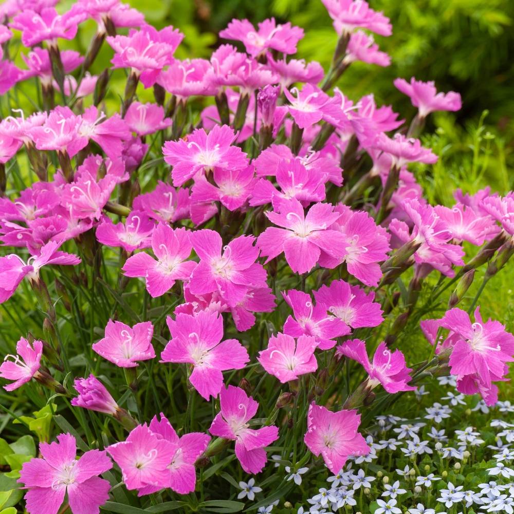Oeillet Kahori Pink®