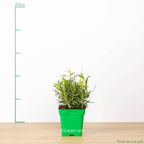 ESTRAGON vrai PaC en pot carré de 10 cm - Image 4