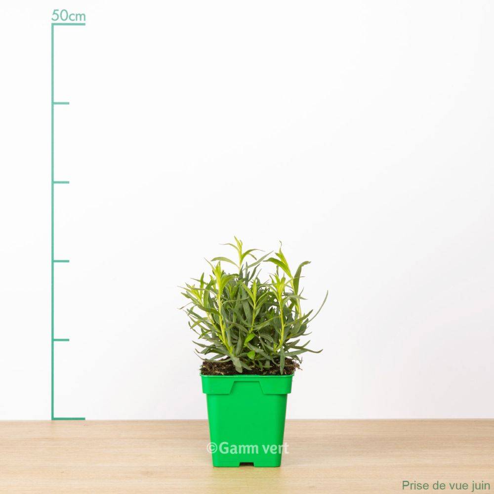ESTRAGON vrai PaC en pot carré de 10 cm - Image 4