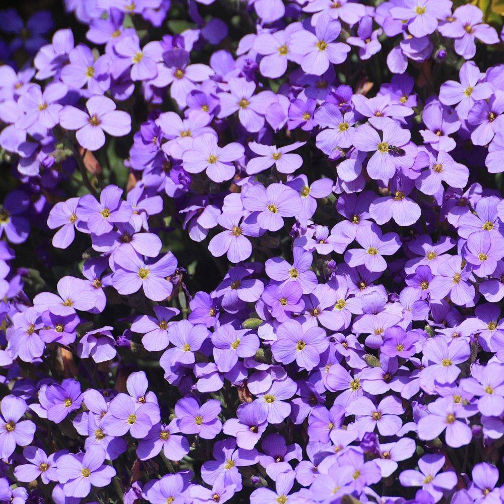 Aubrieta blue