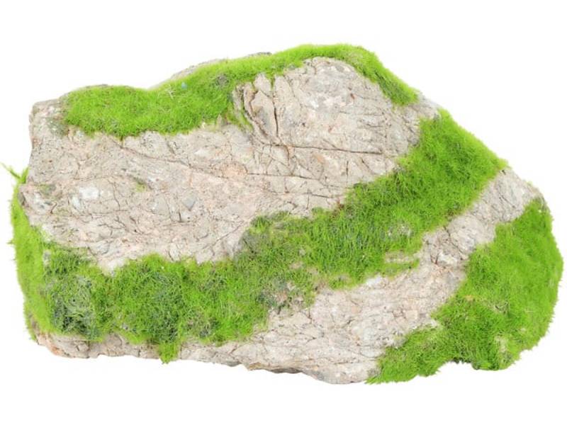 Pierre aquarium naturelle avec graines de glossostigma M – ZOLUX