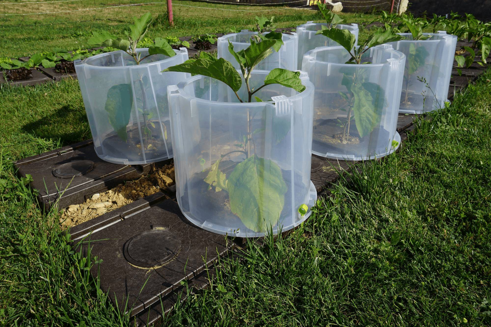Modul'o - Lot de 3 rehausses cloches potagères Modul'o 35  Ø 40 H. 32 cm - Modul'o - Image 4