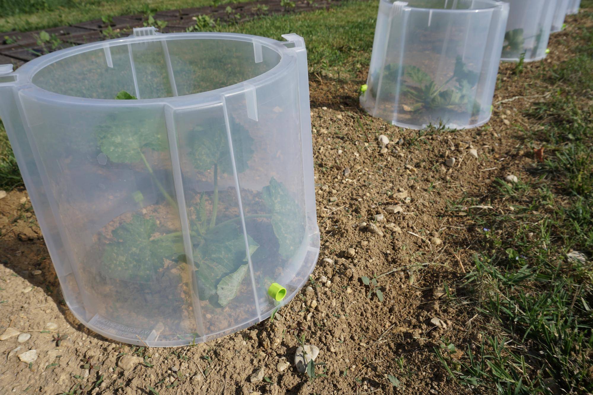 Modul'o - Lot de 3 rehausses cloches potagères Modul'o 35 Ø 40 H. 32 cm - Modul'o - Image 9