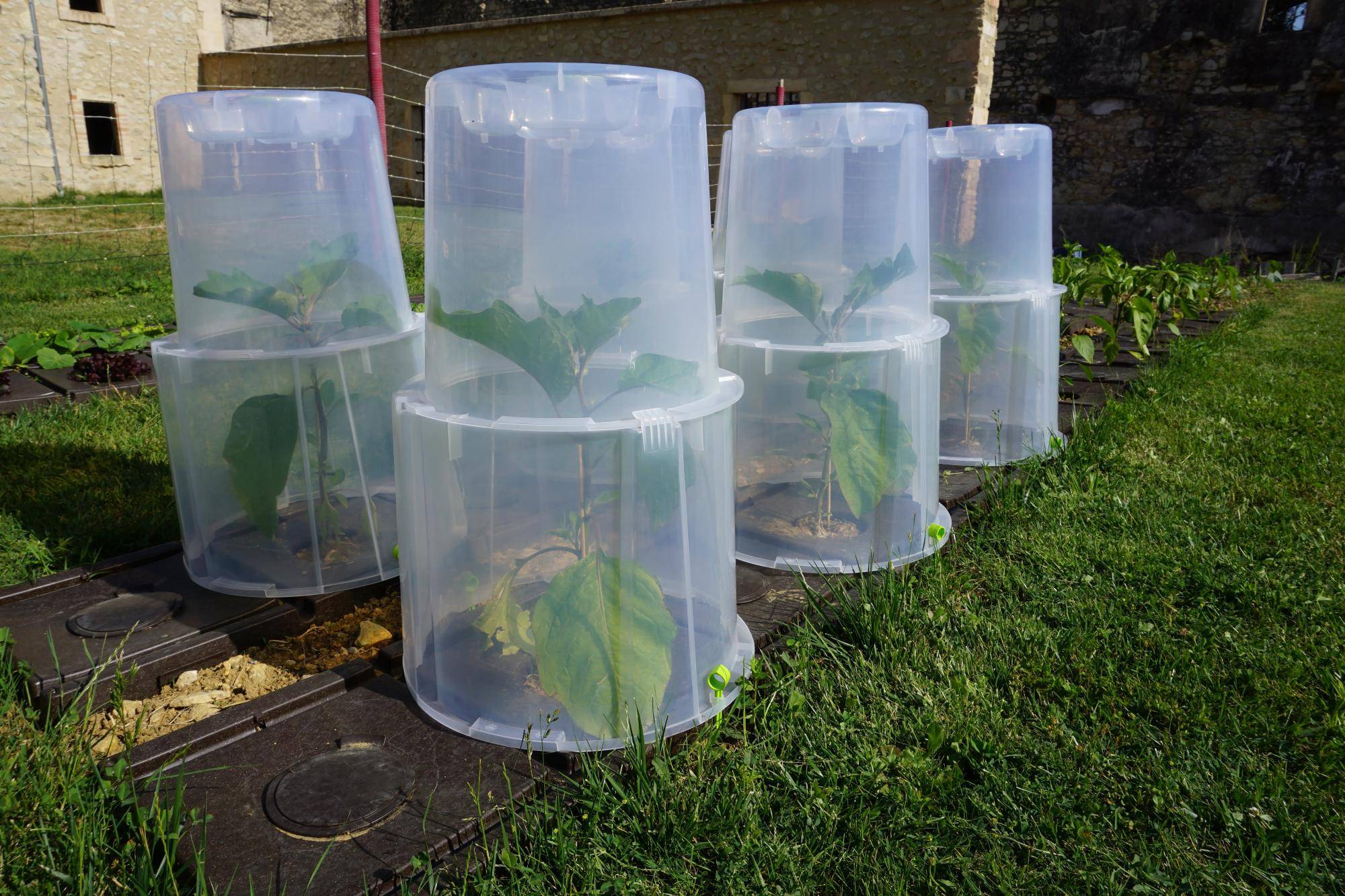 Modul'o - Lot de 3 rehausses cloches potagères Modul'o 35  Ø 40 H. 32 cm - Modul'o - Image 11