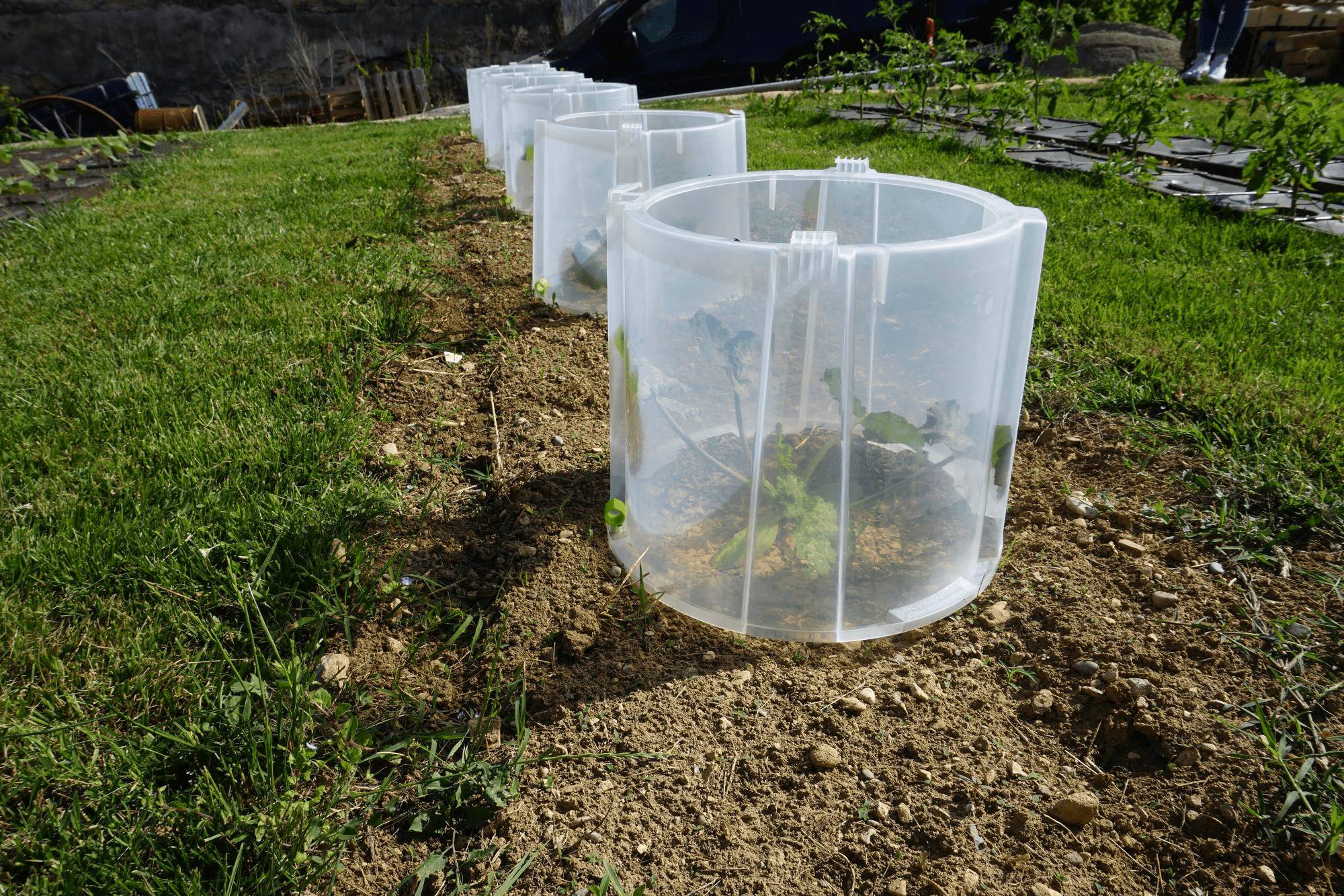 Modul'o - Lot de 3 rehausses cloches potagères Modul'o 35 Ø 40 H. 32 cm - Modul'o - Image 12