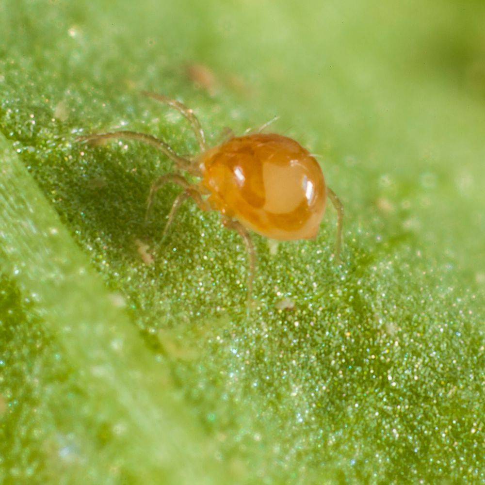 Greenapy - Acarien prédateur Phytoseiulus persimilis boîte de 500 - Greenapy - Image 6
