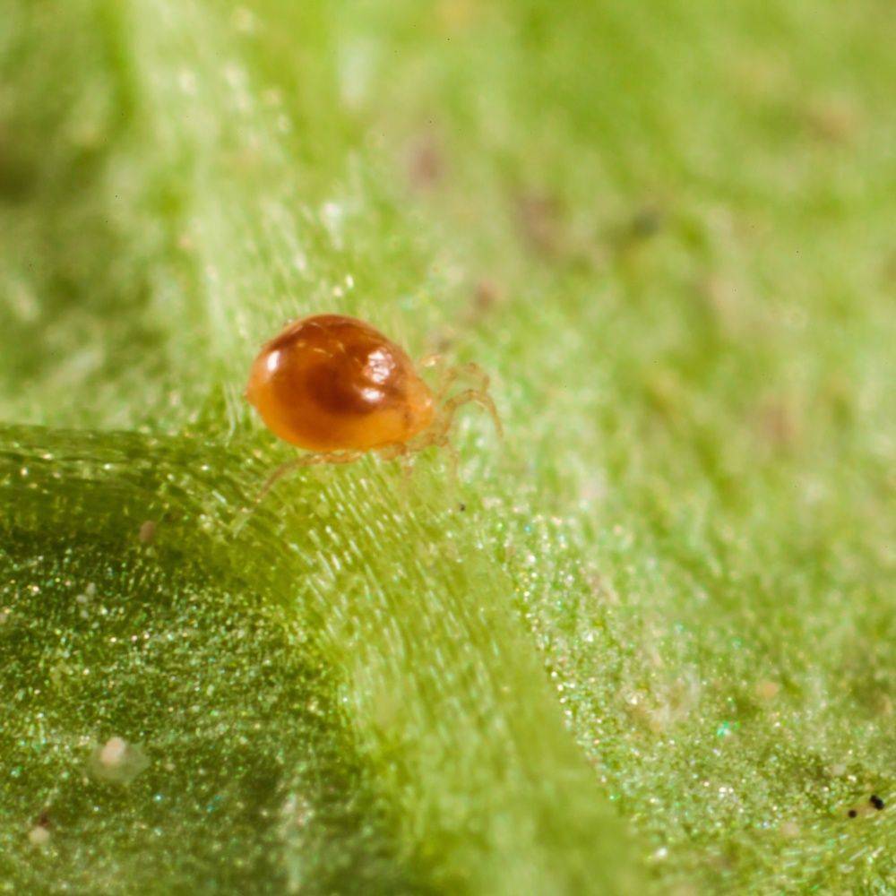 Greenapy - Acarien prédateur Phytoseiulus persimilis boîte de 500 - Greenapy - Image 2