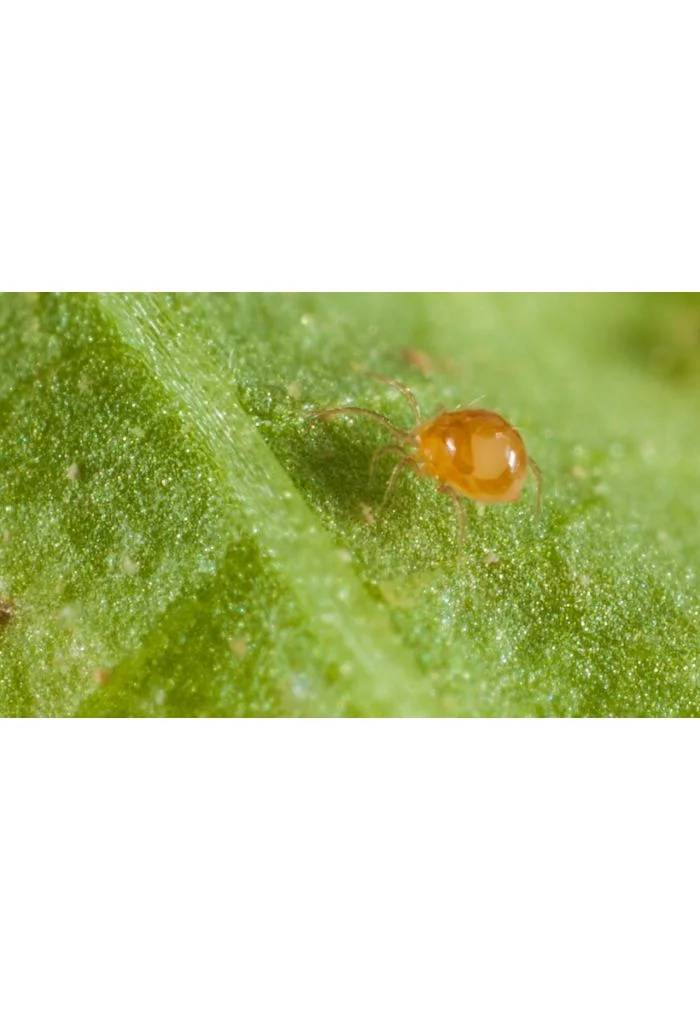Greenapy - Acarien prédateur Phytoseiulus persimilis boîte de 500 - Greenapy - Image 9