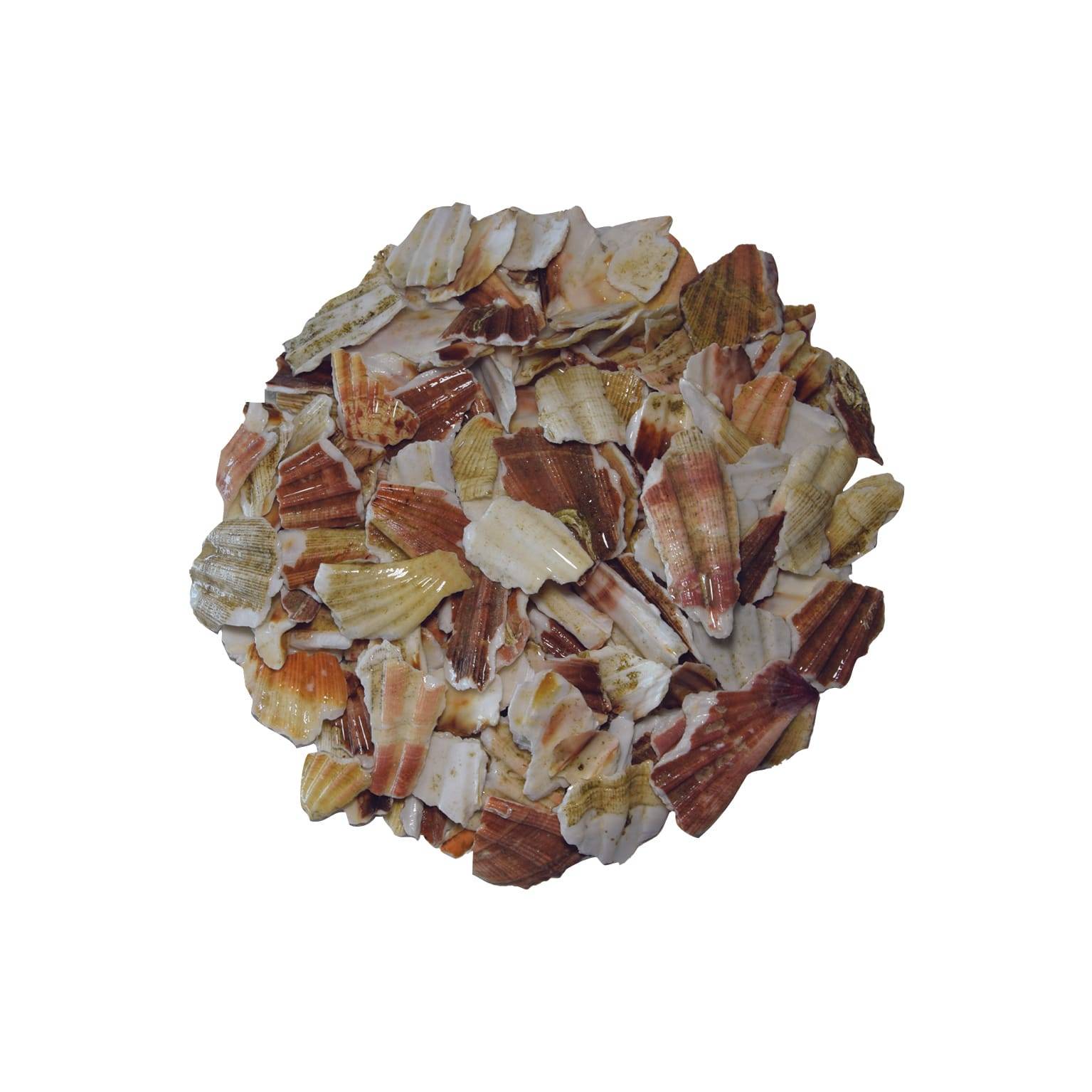 SAC 9KG PETALE COQUILLE SAINT JACQUES 20/50 - Imagen 3