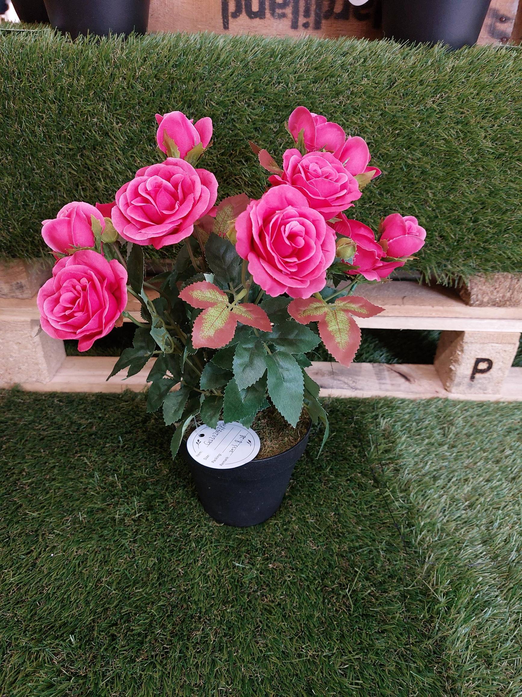 Ecloz - Ecloz - Rosier Simone Fucsia, altura 34 cm