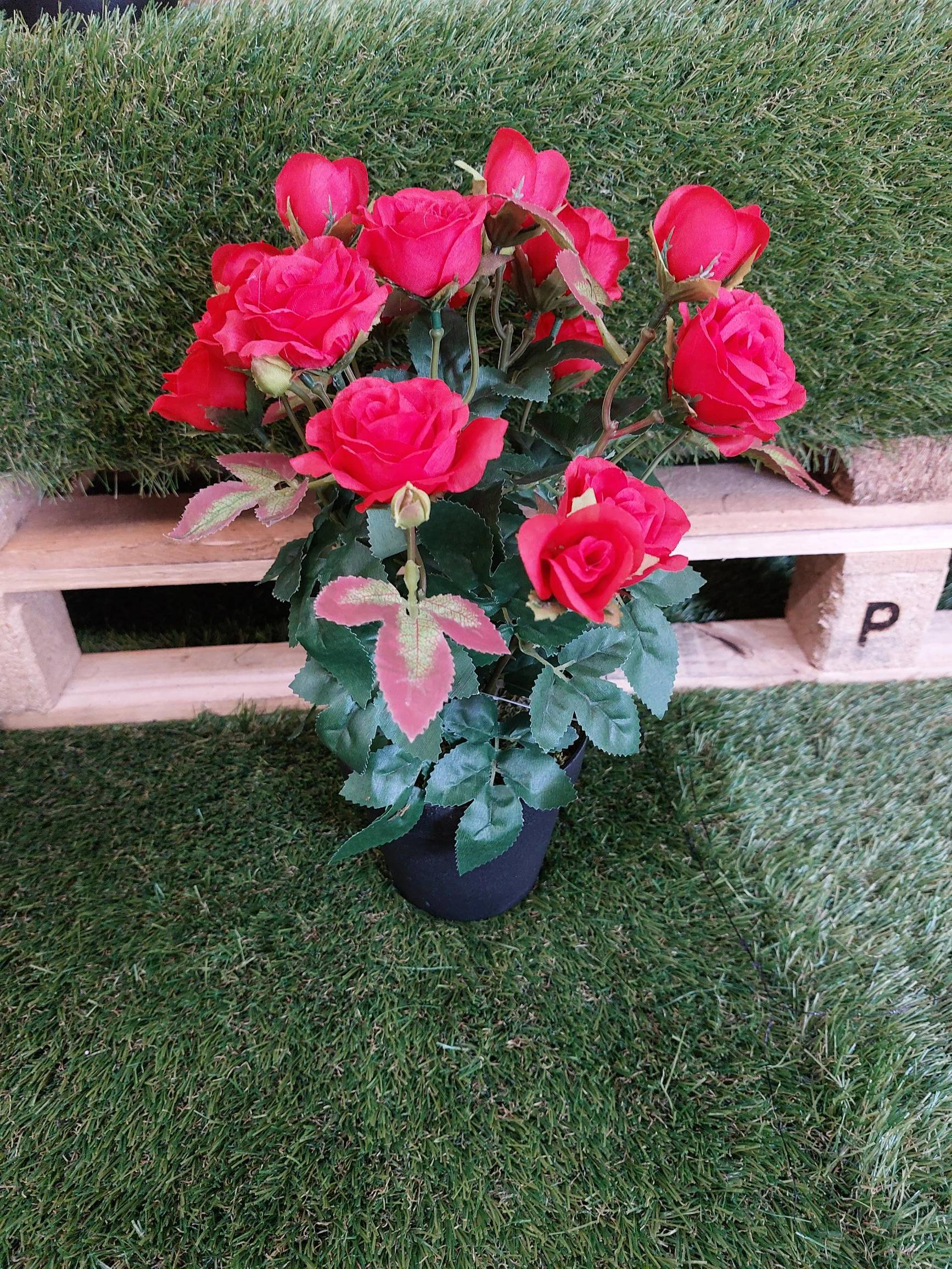 Ecloz - Ecloz - Rosier Simone Rouge, hauteur 34 cm
