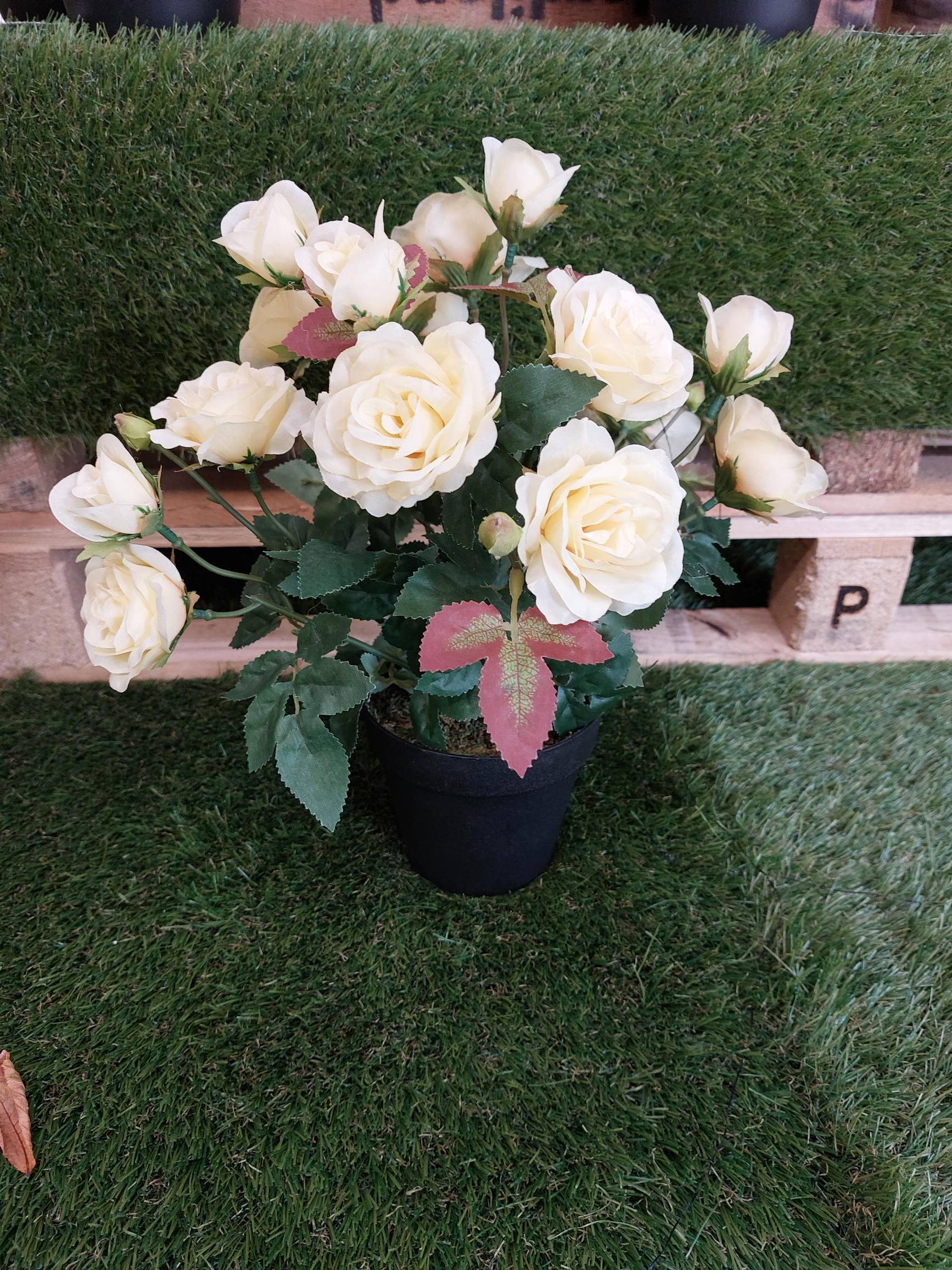 Ecloz - Ecloz - Rosier Simone Jaune, hauteur 34 cm